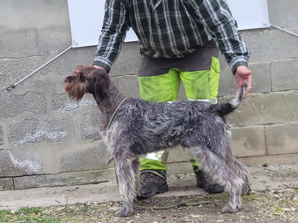 Les Griffon d'arrêt à poil dur Korthals de l'affixe Du Pigeonnier De Flo