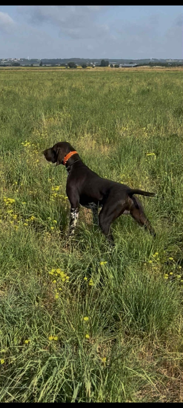 Vegas Du Pigeonnier De Flo